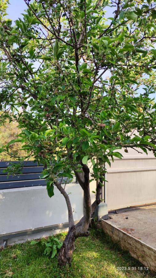 Urbi Garden Apartment Artemida  Luaran gambar